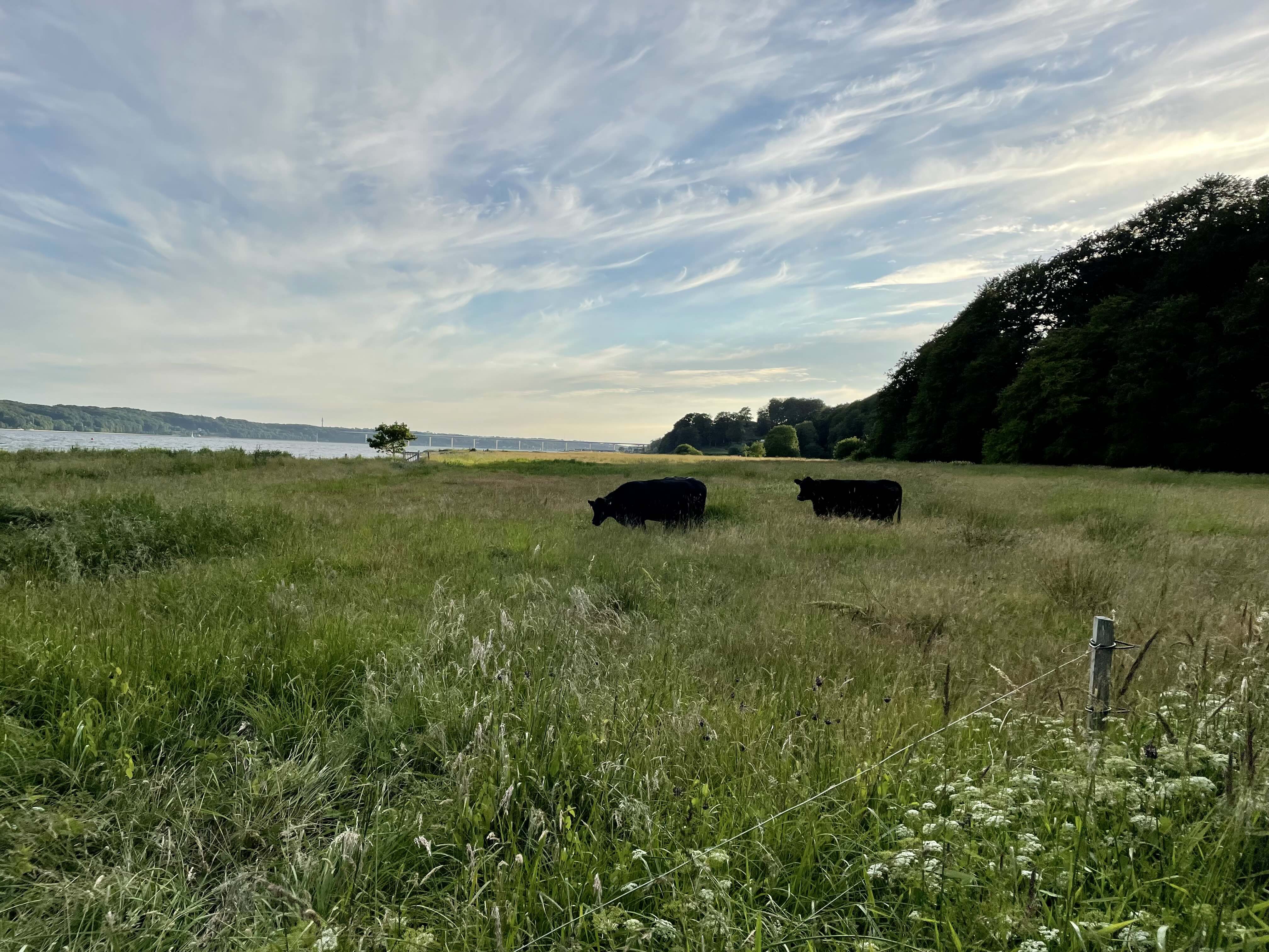 Thinking Cow
